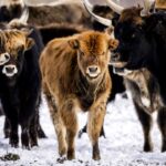 Amazon Unveils Prototype AI Smart Glasses for Delivery Drivers: Revolutionizing the Last Mile